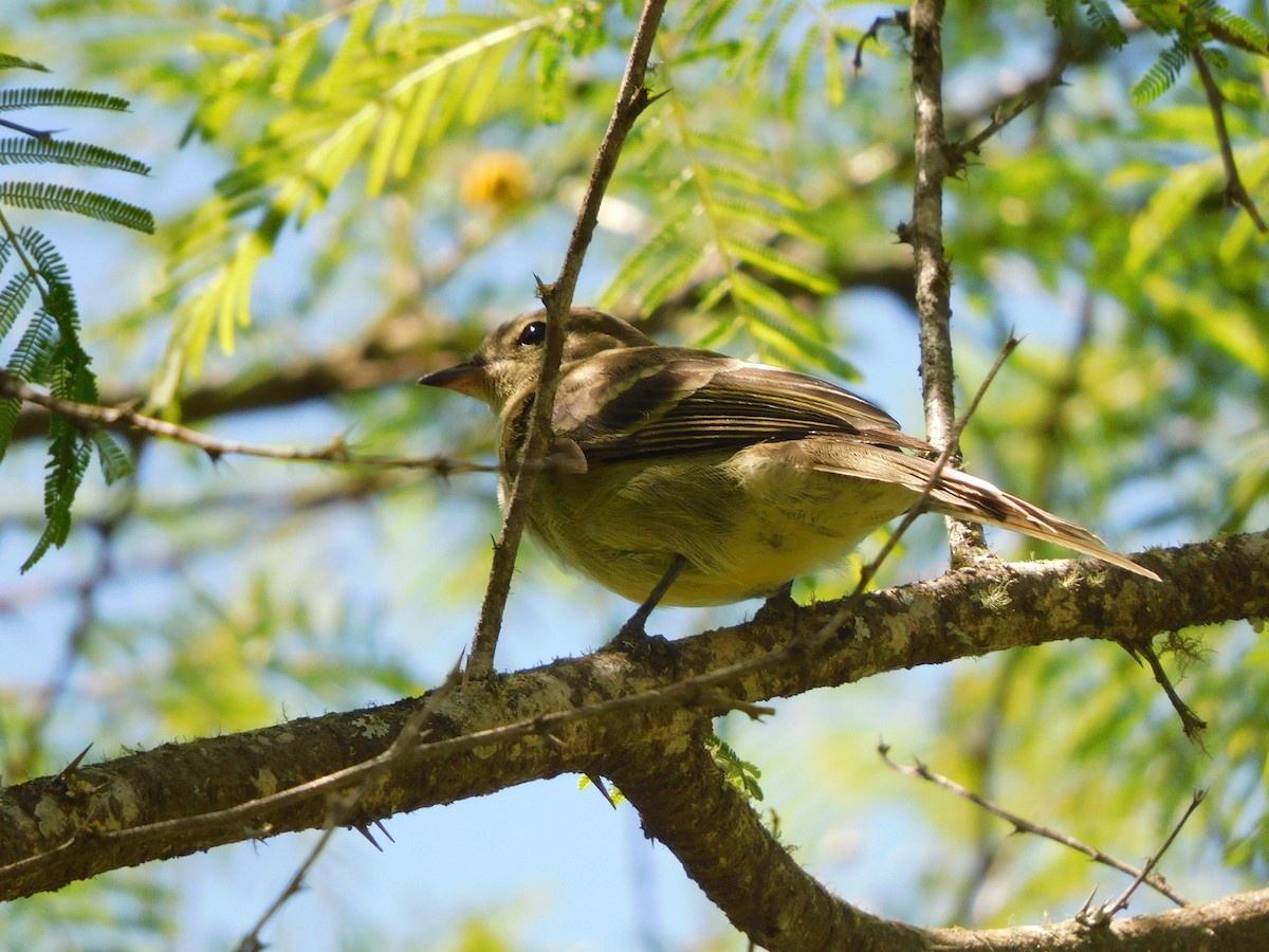 Highland Elaenia - ML647155731