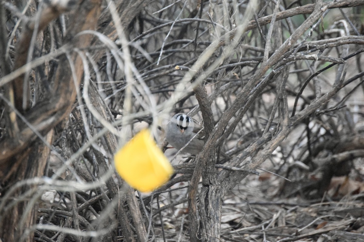 White-crowned Sparrow - ML647155734