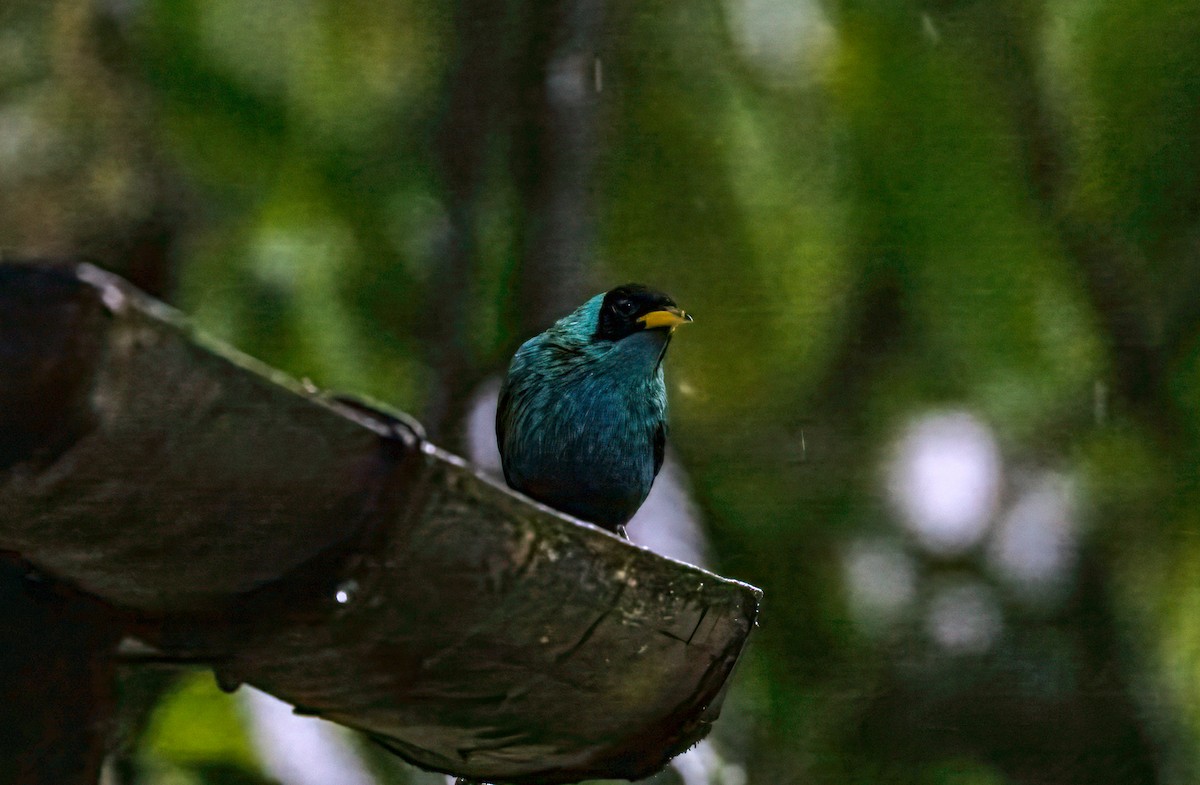 Green Honeycreeper - ML647155735