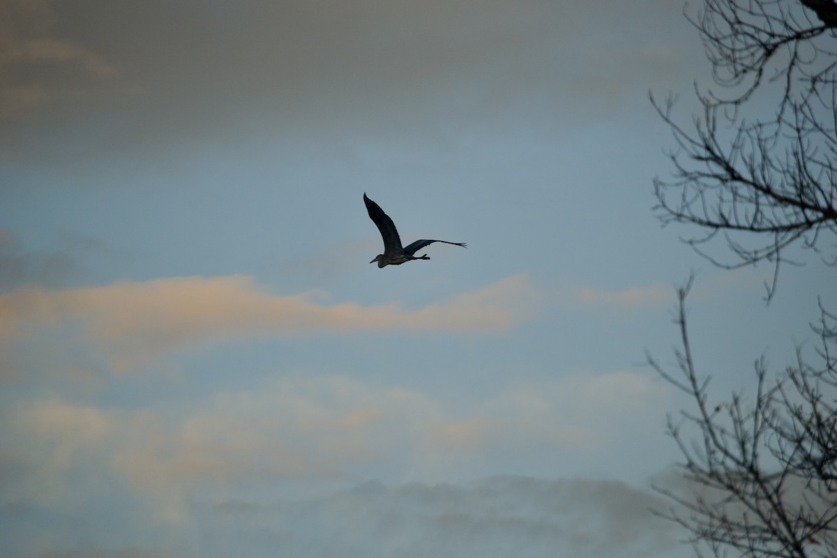 Great Blue Heron - ML647155739