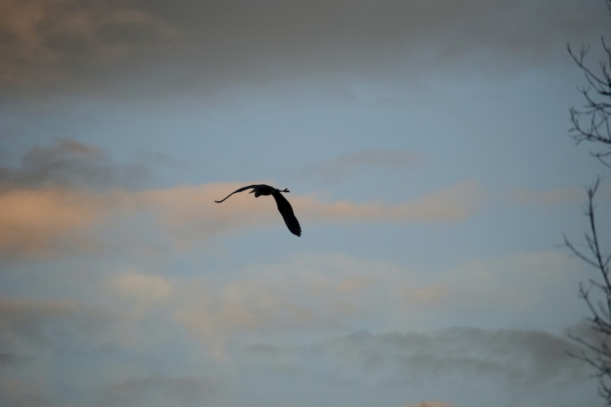 Great Blue Heron - ML647155745