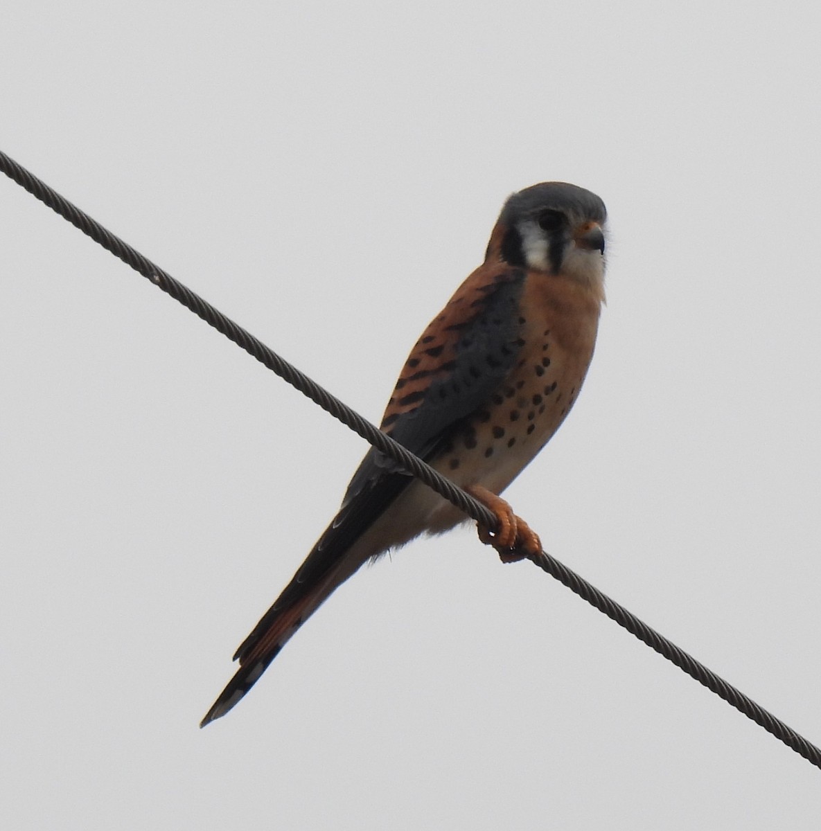 בז אמריקני - ML647155756