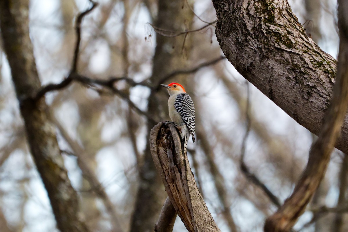 シマセゲラ - ML647155757