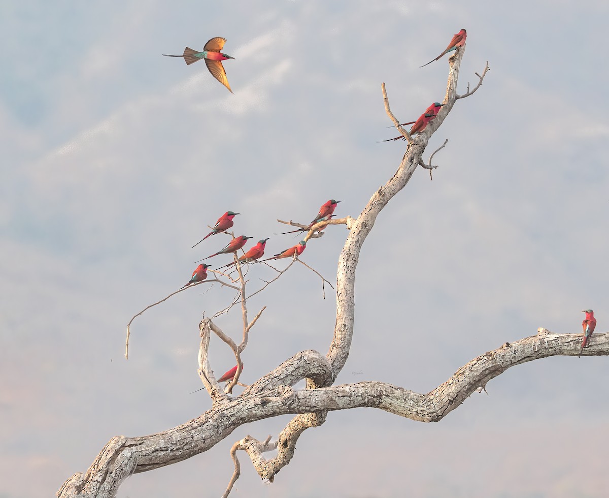 Southern Carmine Bee-eater - ML647155758