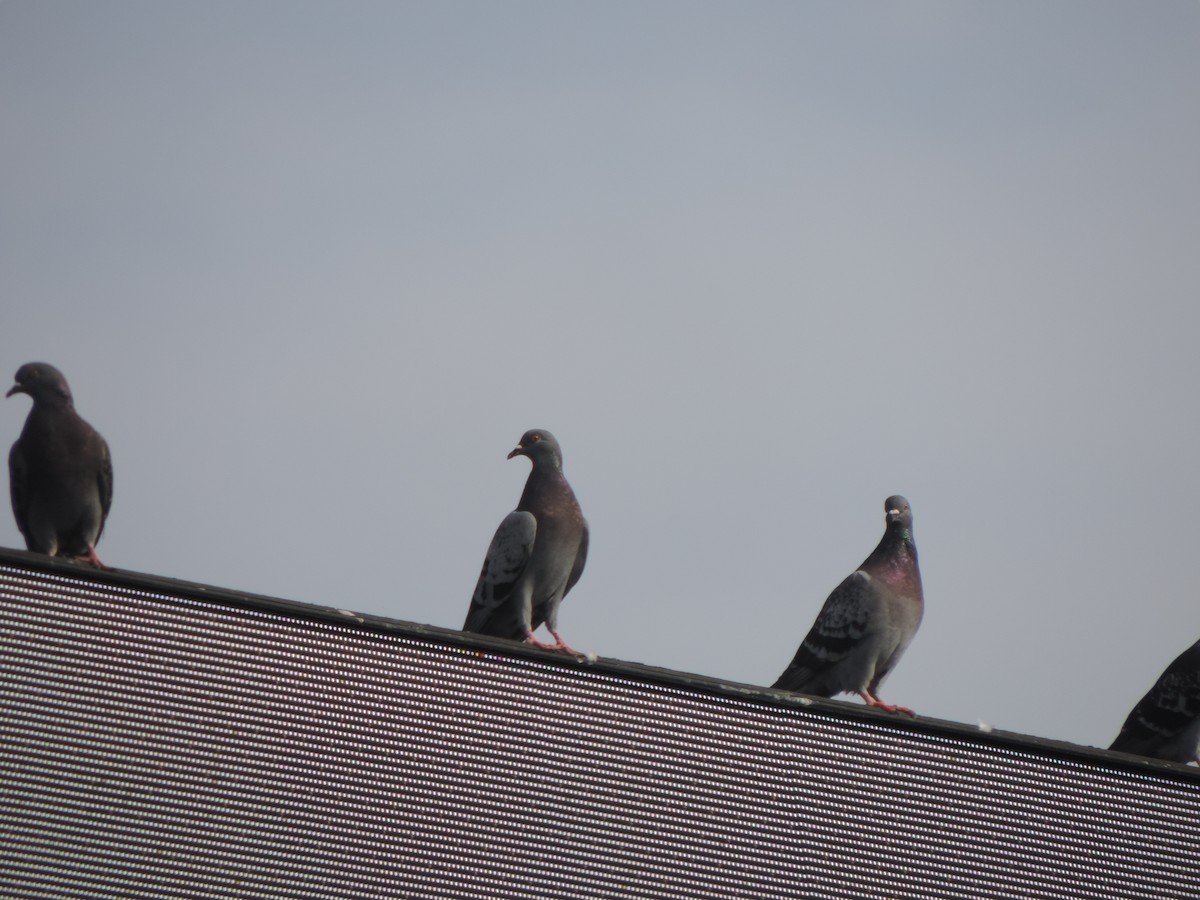 Rock Pigeon (Feral Pigeon) - ML647155765
