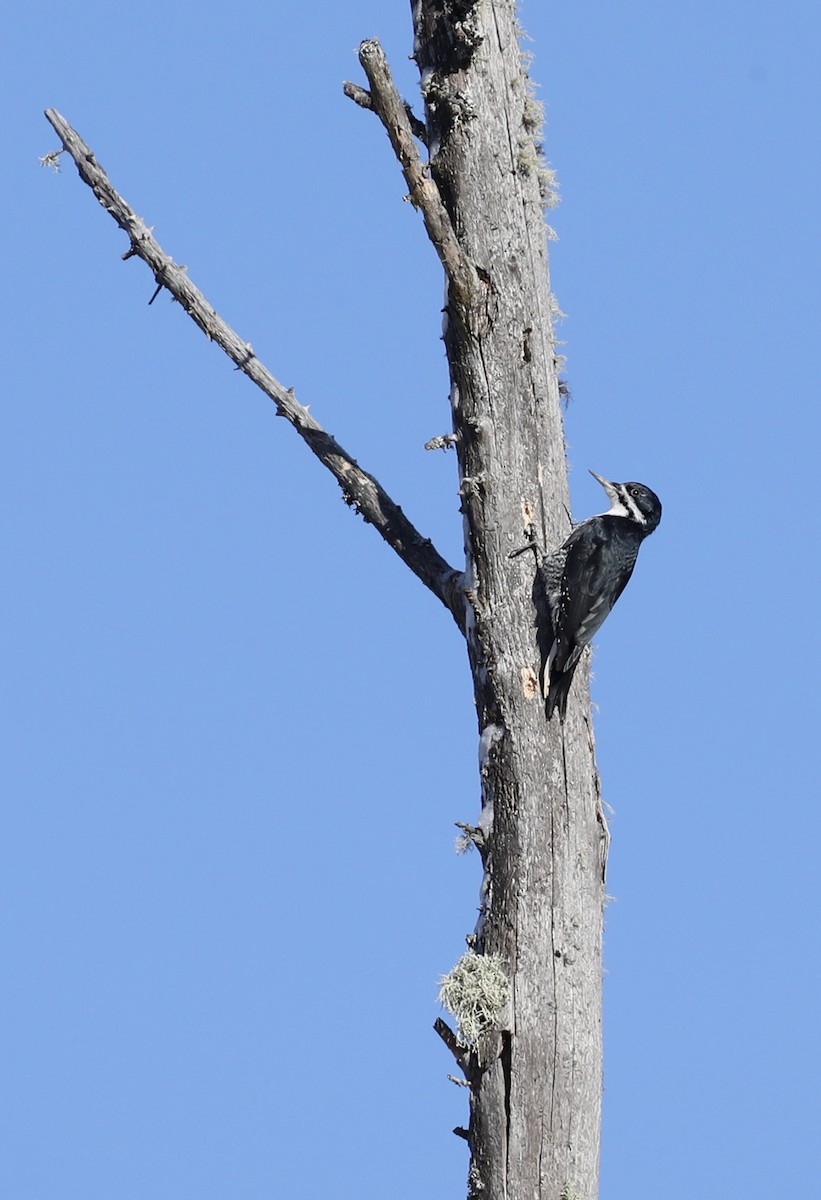 Black-backed Woodpecker - ML647155768