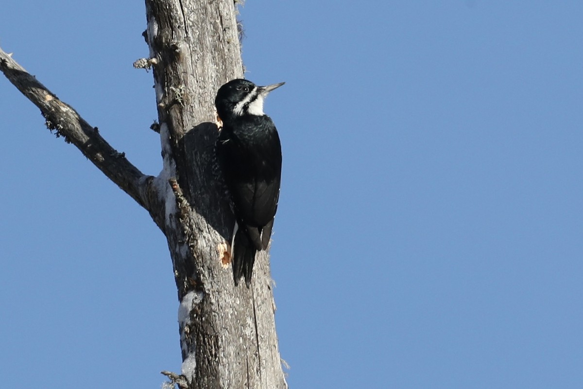 Black-backed Woodpecker - ML647155769
