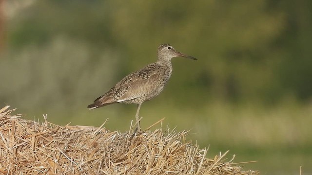 בבואן קרום-אצבעות - ML647155770
