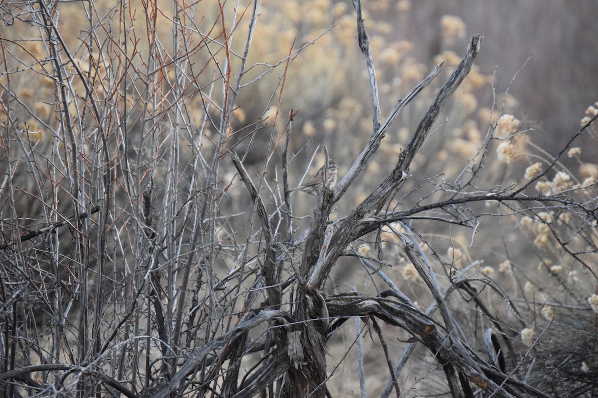 Song Sparrow - ML647155771