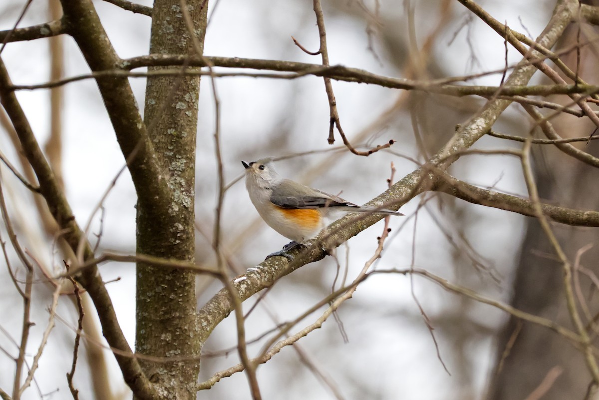 Tufted Titmouse - ML647155773