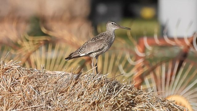 בבואן קרום-אצבעות - ML647155776