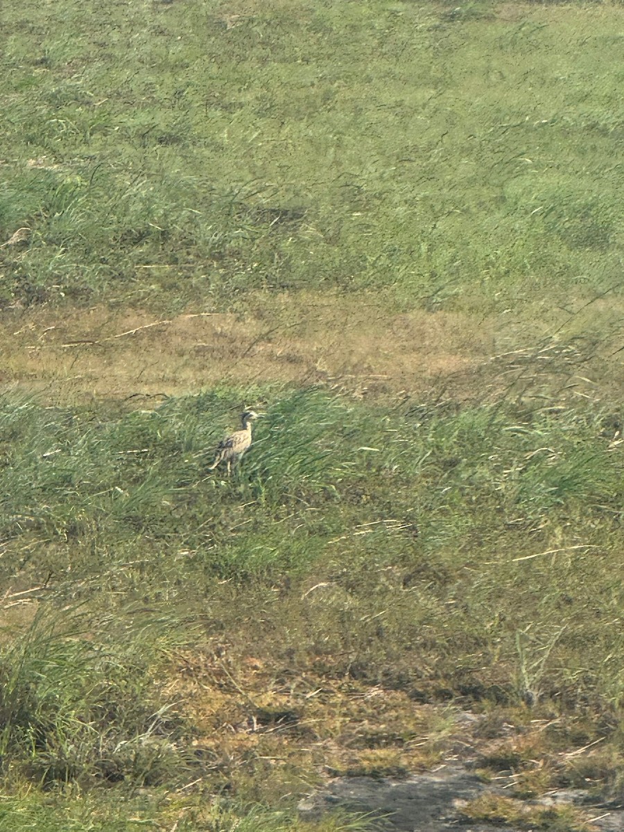 Double-striped Thick-knee - ML647155784