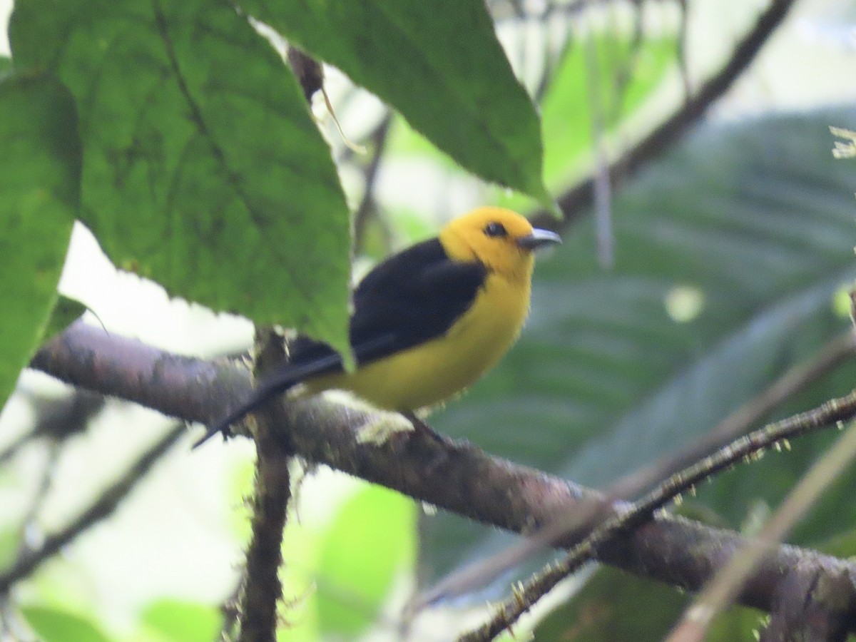 Black-and-yellow Tanager - ML647155785