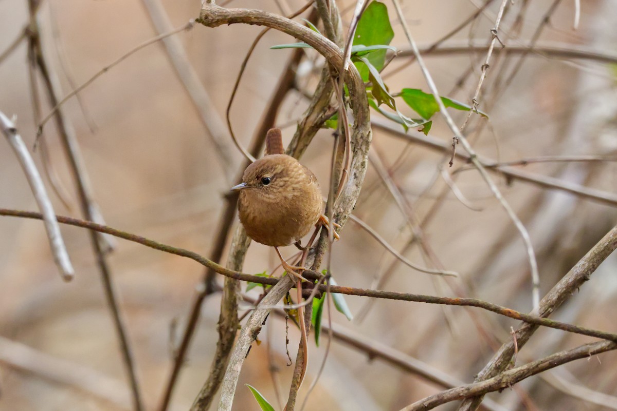 Winter Wren - ML647155786