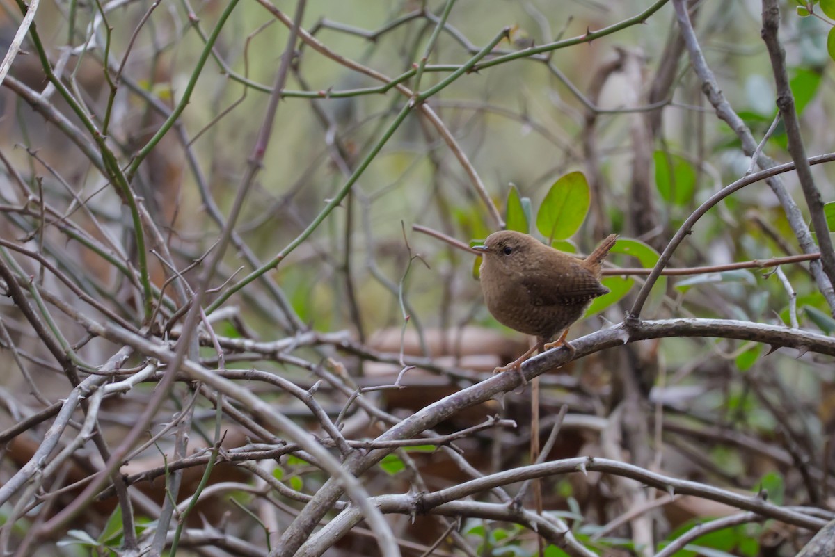 Winter Wren - ML647155788