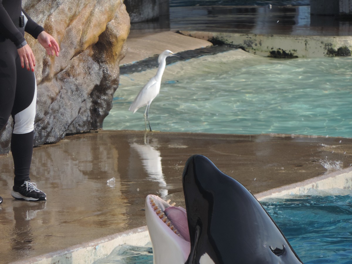 Snowy Egret - ML647155790