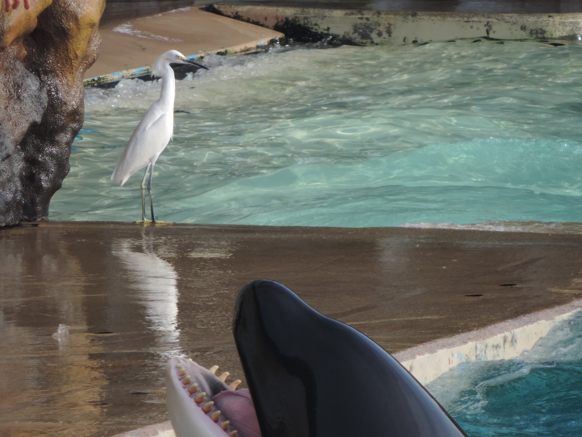 Snowy Egret - ML647155791