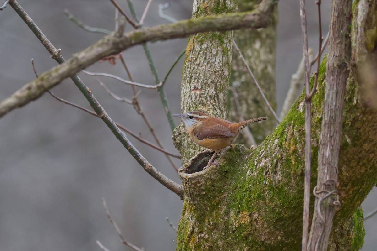 Carolina Wren - ML647155792
