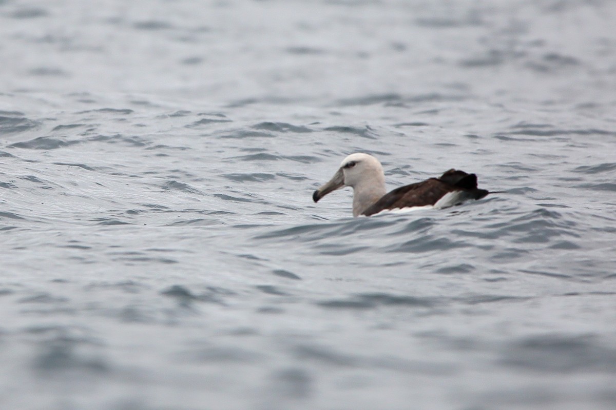 サルビンアホウドリ - ML647155814