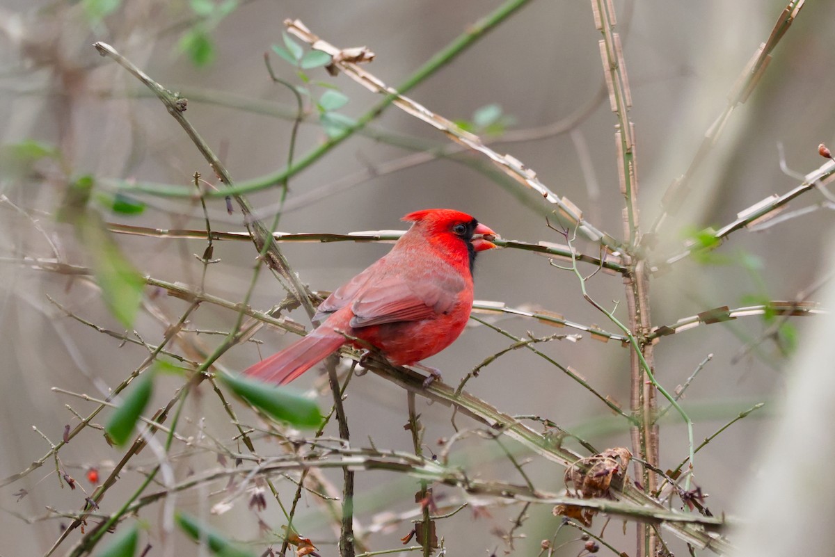 Cardinal rouge - ML647155817