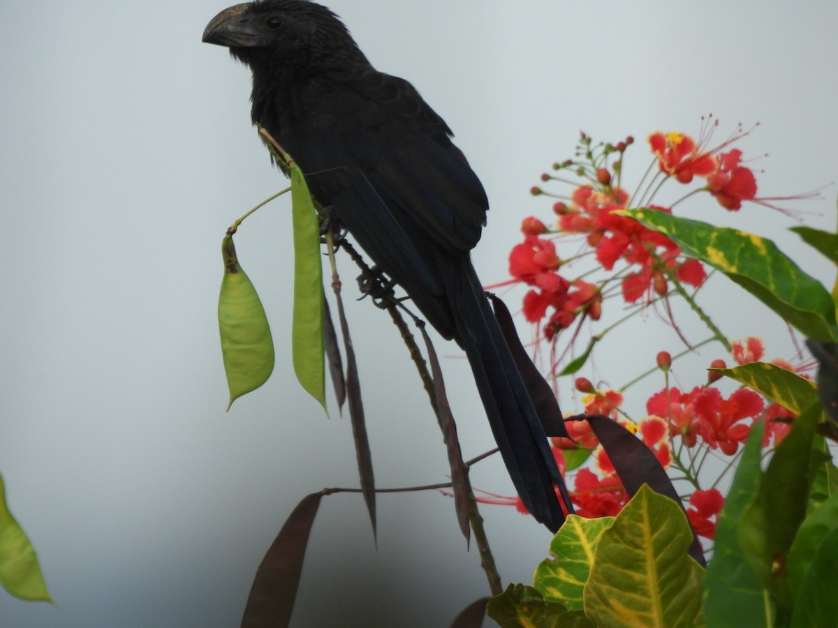Groove-billed Ani - ML647155818