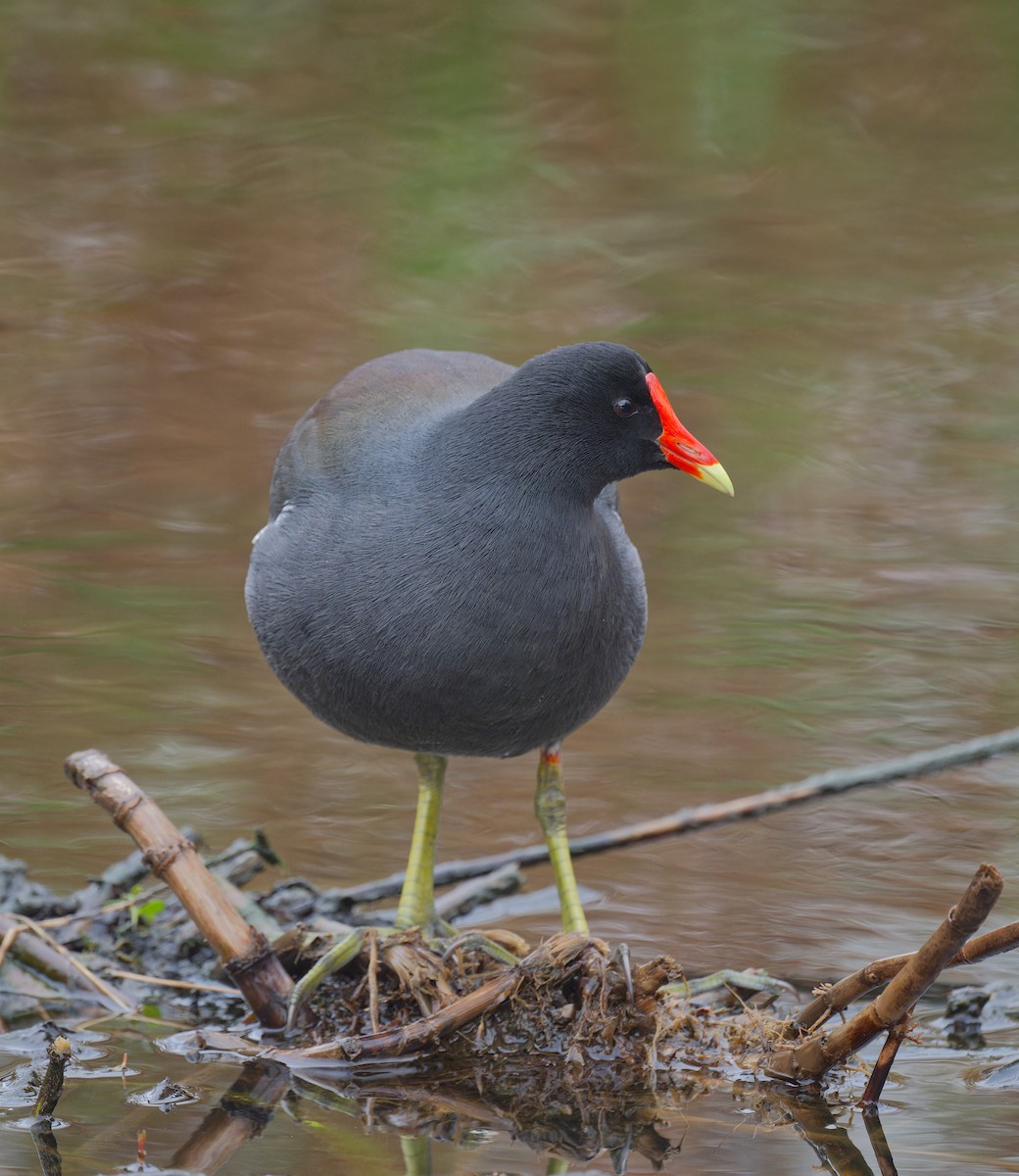 Курочка латиноамериканська - ML647155820