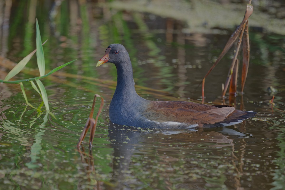 Курочка латиноамериканська - ML647155821