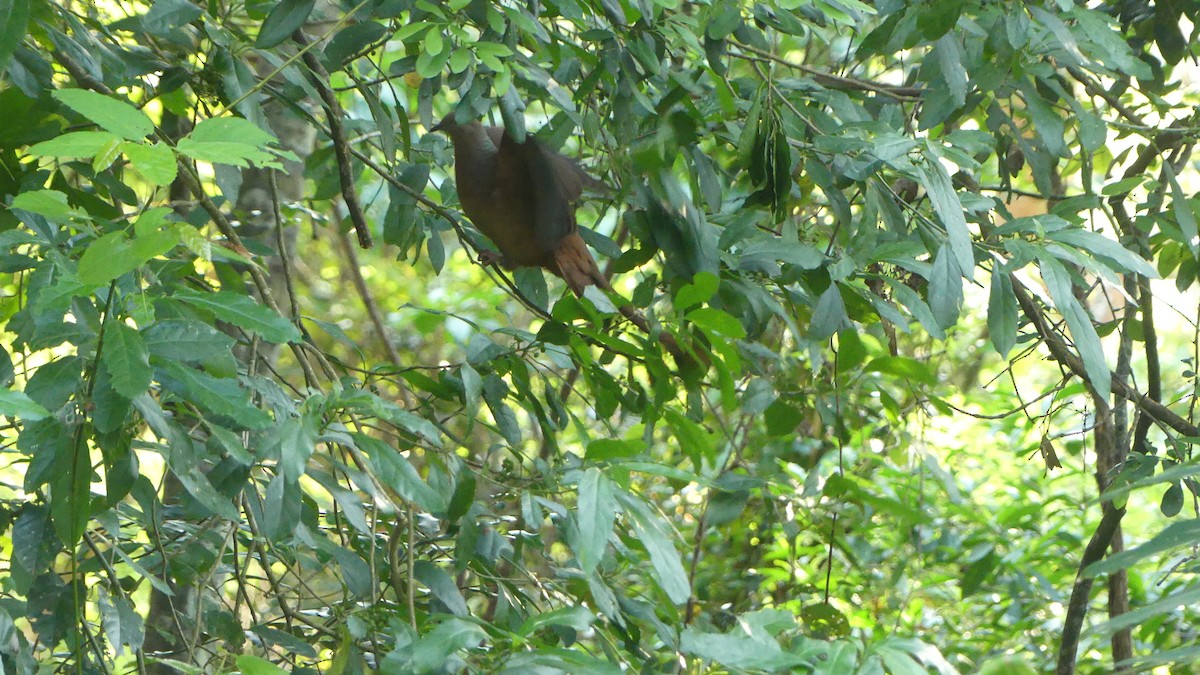 kanelgjøkdue - ML647155846