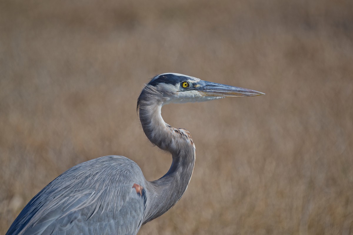 Great Blue Heron - ML647155847