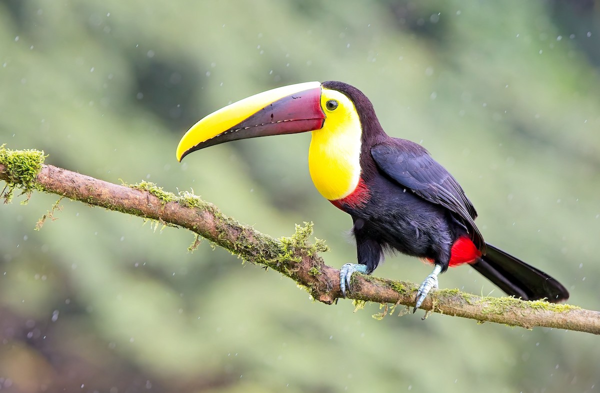 Yellow-throated Toucan - ML647155863