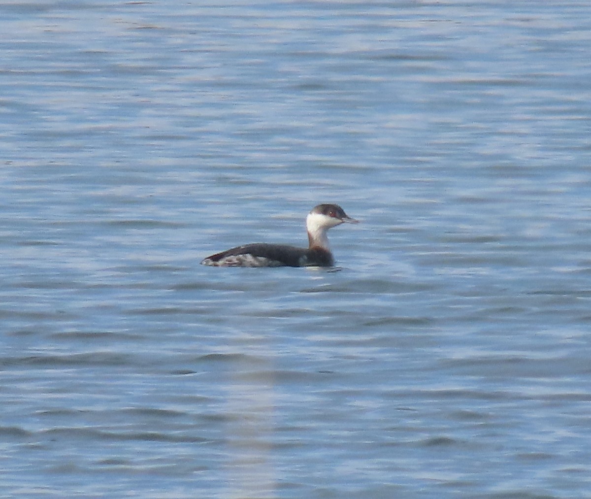 ミミカイツブリ - ML647155864