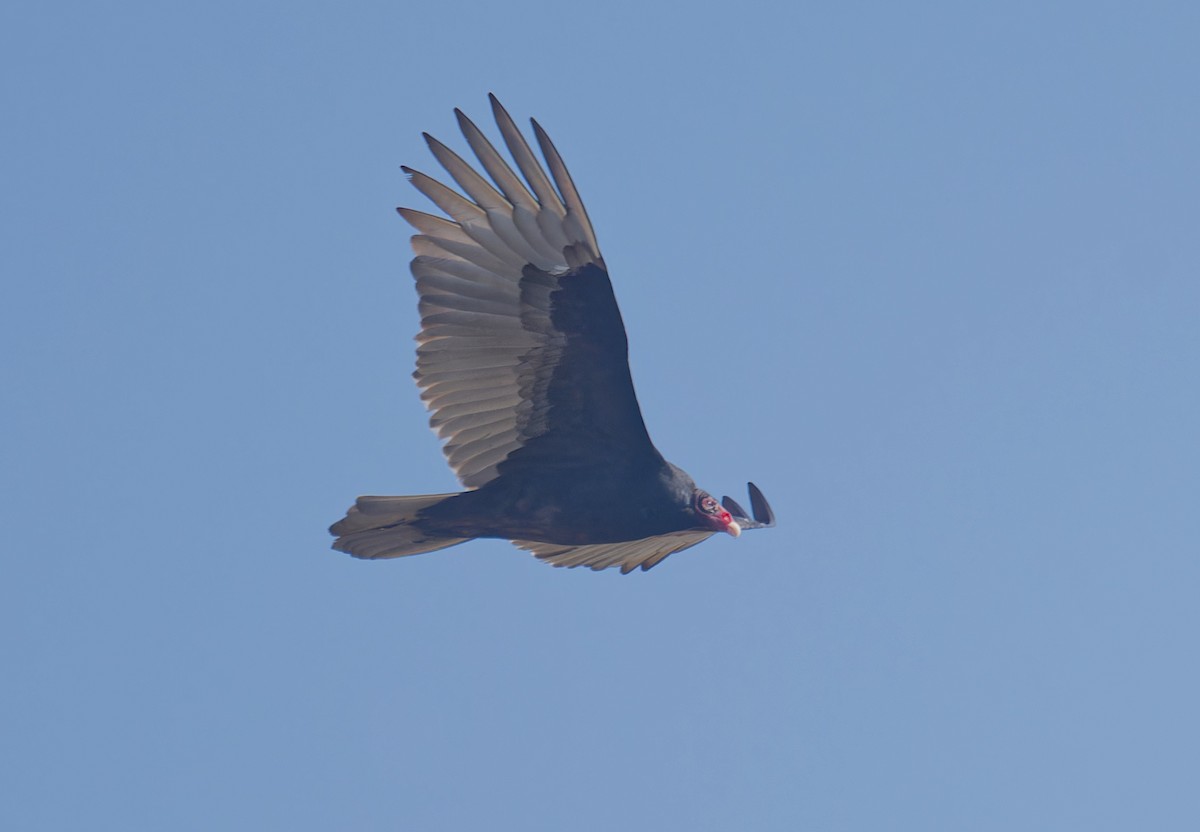 Urubu à tête rouge - ML647155867