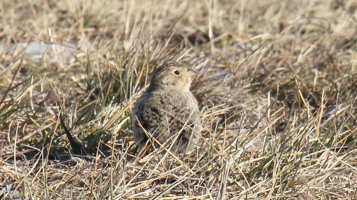 Chestnut-collared Longspur - ML647155869