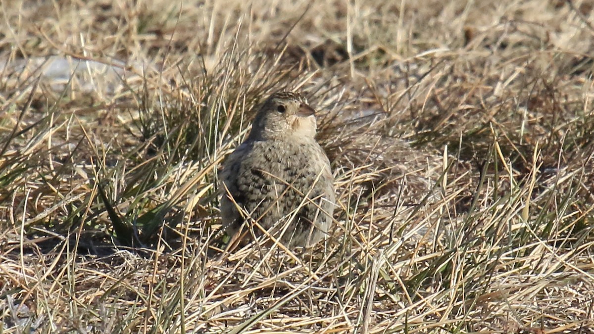 Chestnut-collared Longspur - ML647155870