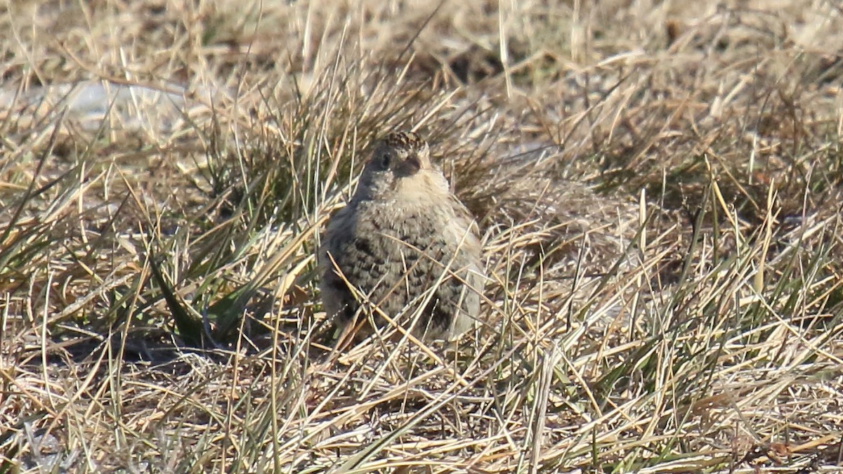 Chestnut-collared Longspur - ML647155871