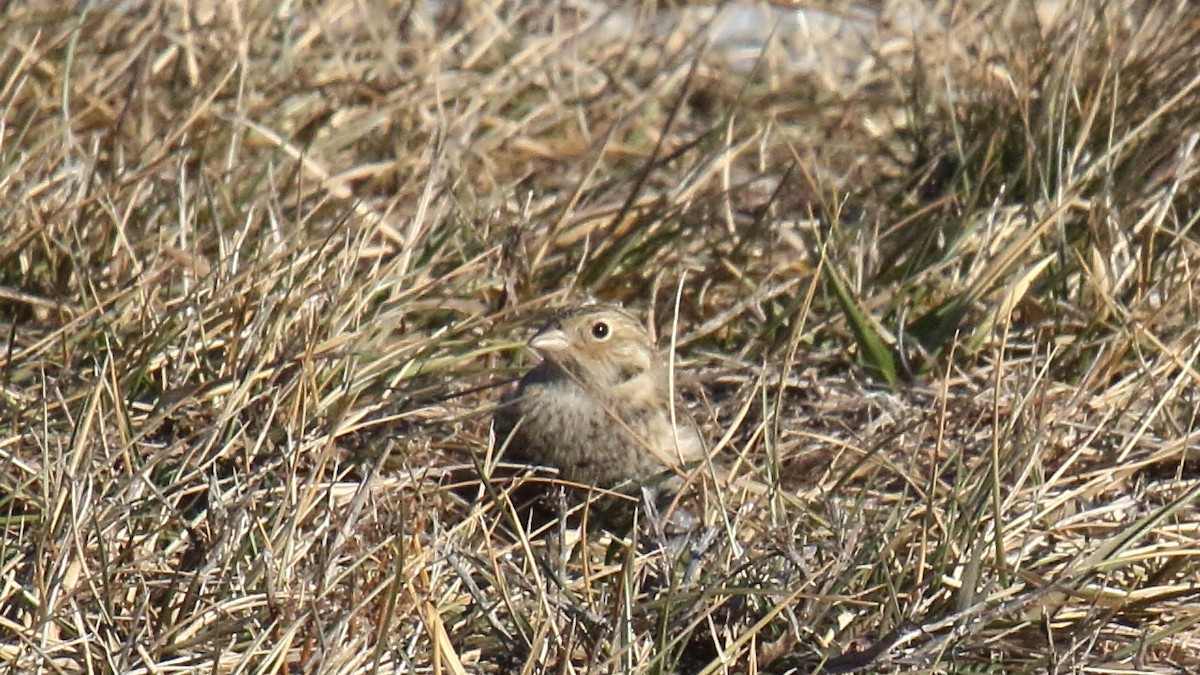 Chestnut-collared Longspur - ML647155872