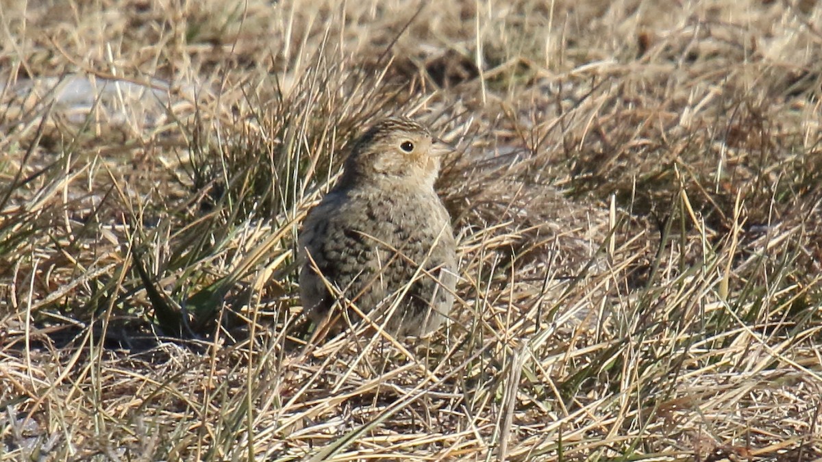 Chestnut-collared Longspur - ML647155873