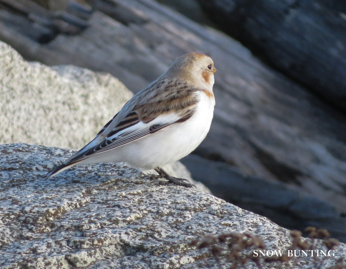 Snow Bunting - ML647155875