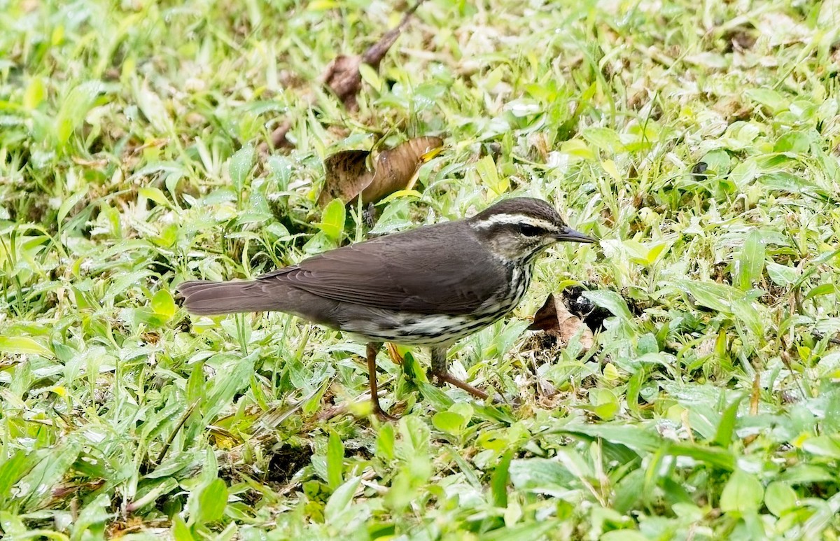Northern Waterthrush - ML647155888