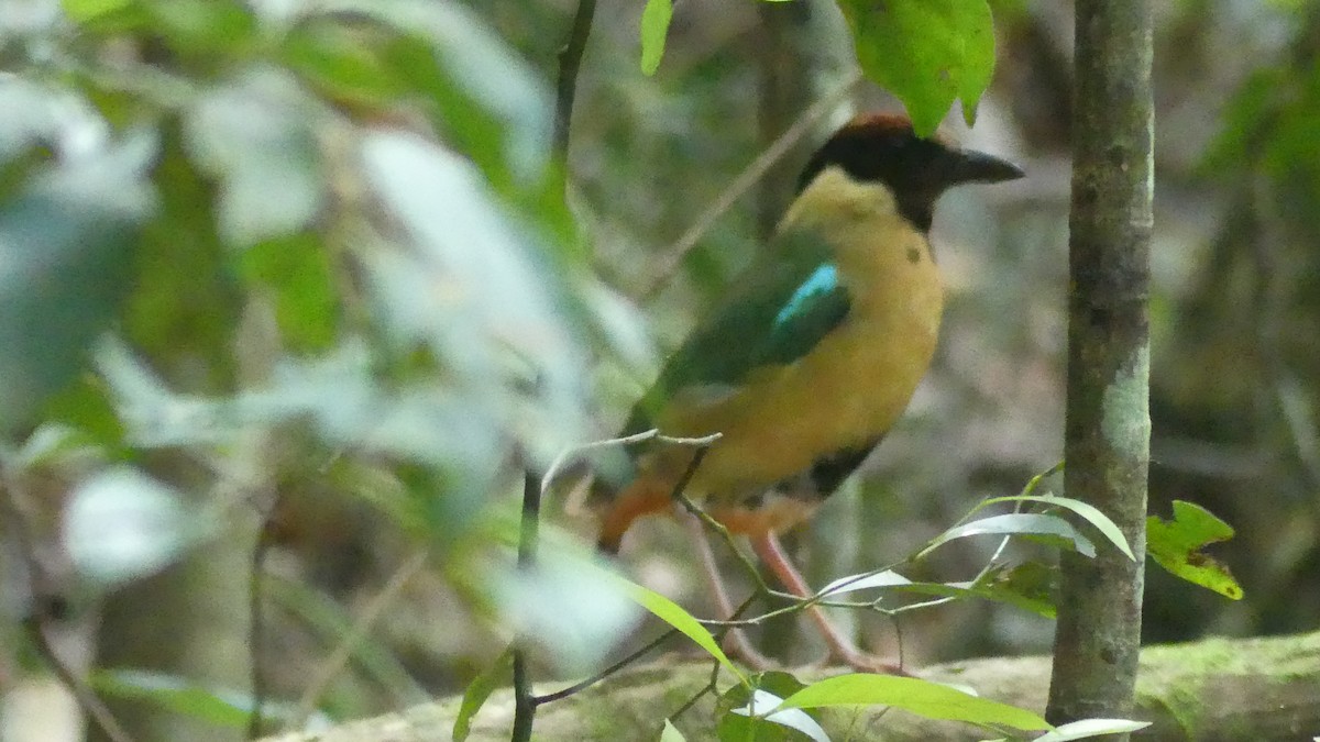 Noisy Pitta - ML647155896