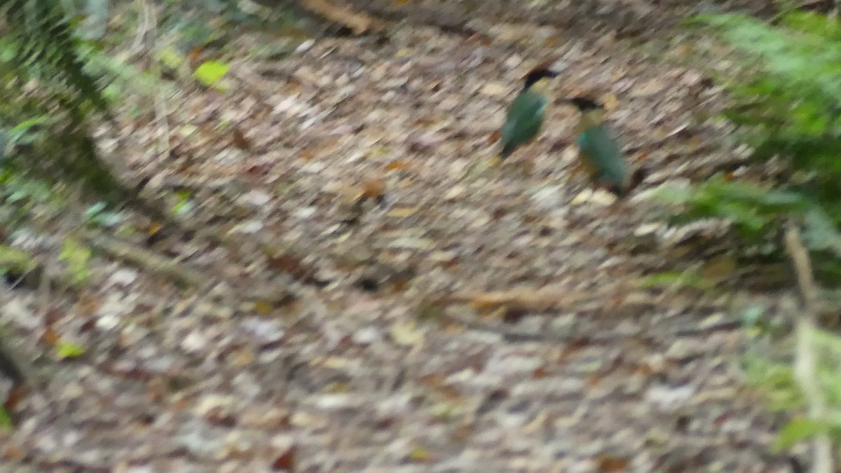 Noisy Pitta - ML647155899