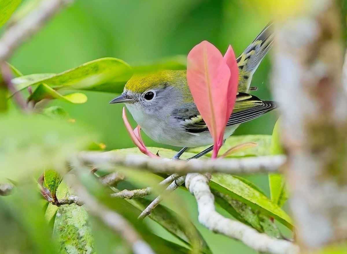 Chestnut-sided Warbler - ML647155902