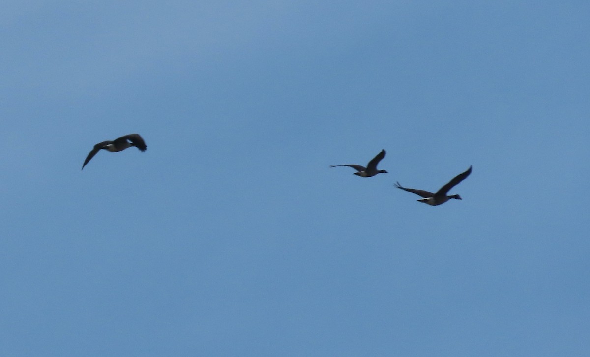 Canada Goose - ML647155903