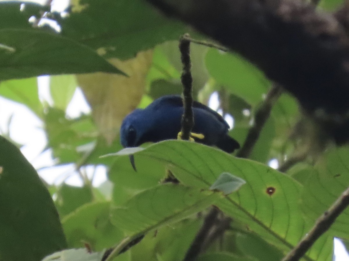 Shining Honeycreeper - ML647155907