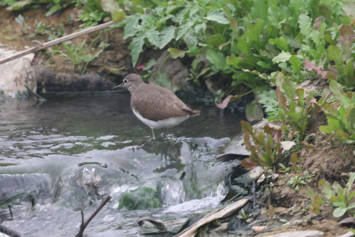 Common Sandpiper - ML647155912