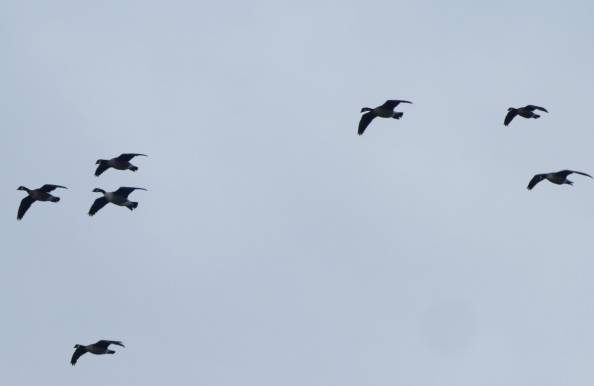 Cackling Goose (minima) - ML647155915