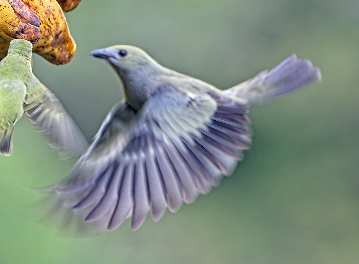 Palm Tanager - ML647155917