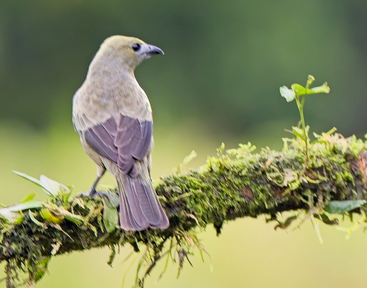 Palm Tanager - ML647155918