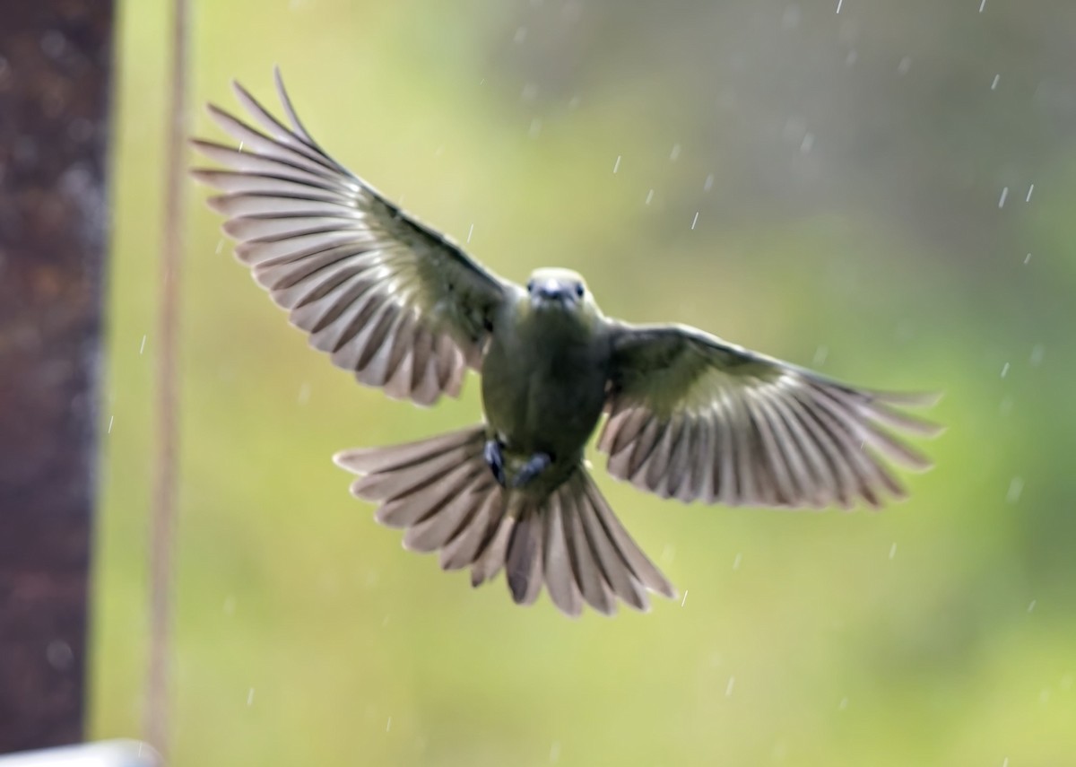 Palm Tanager - ML647155919