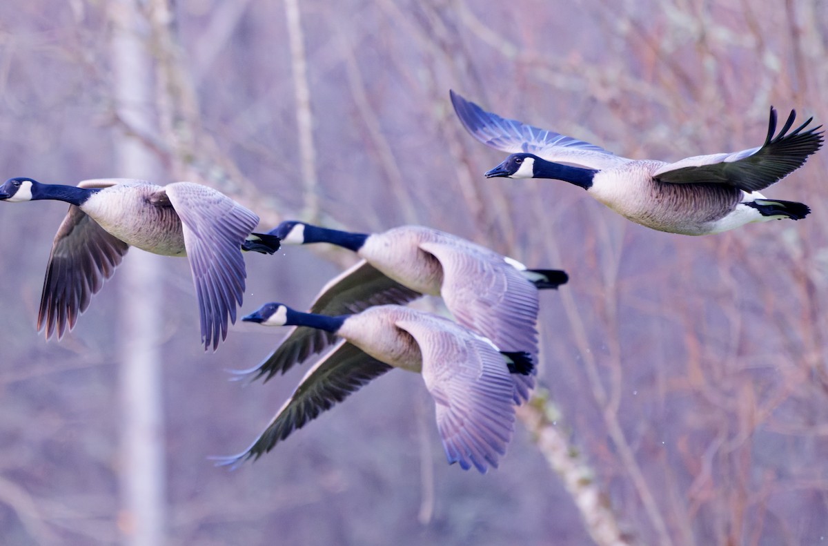 Canada Goose - ML647155921